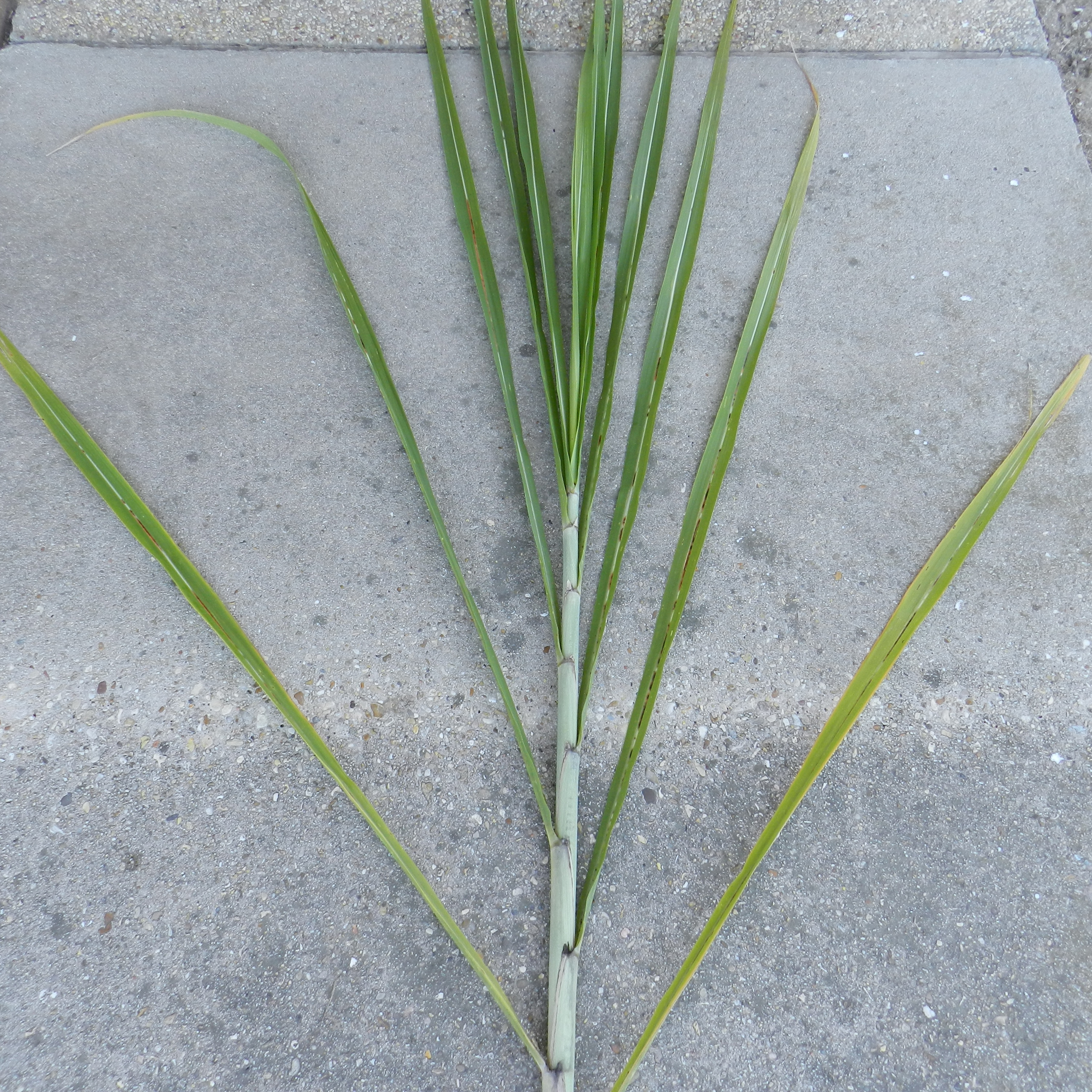 Distinguishing characteristics – Smooth, rounded canopy and dark dewlaps; stalks have growth cracks; leaves in canopy have high angle.